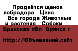 Продаётся щенок лабрадора › Цена ­ 30 000 - Все города Животные и растения » Собаки   . Брянская обл.,Брянск г.